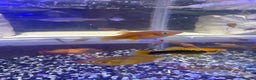 Platies fish for sale: Platy and danios - Advert 2