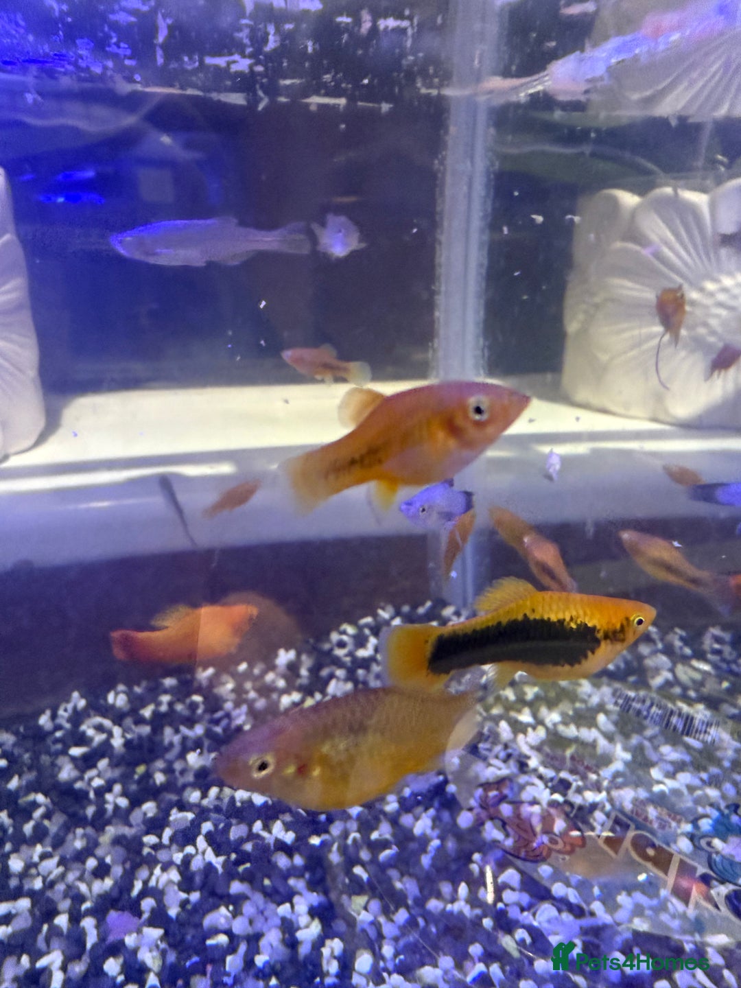 Platies fish for sale: Platy and danios - Image 2