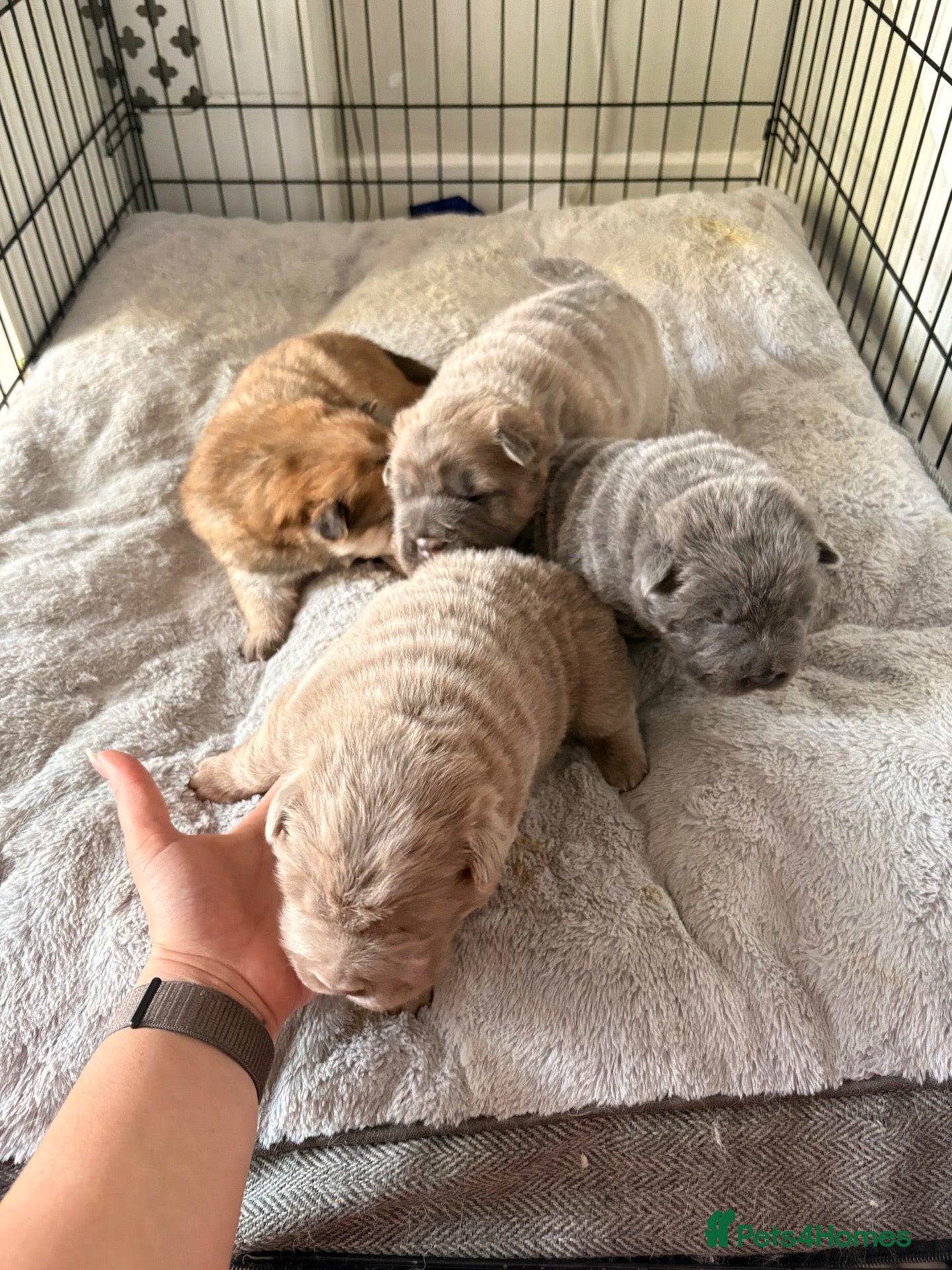 Shar Pei dogs Bear coat sharpeis - Advert 1
