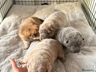 Shar Pei dogs Bear coat sharpeis - Advert 16