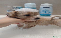 Maltipoo dogs for sale: Wait List Open F1 Genuine Toy Maltipoo - Image 5