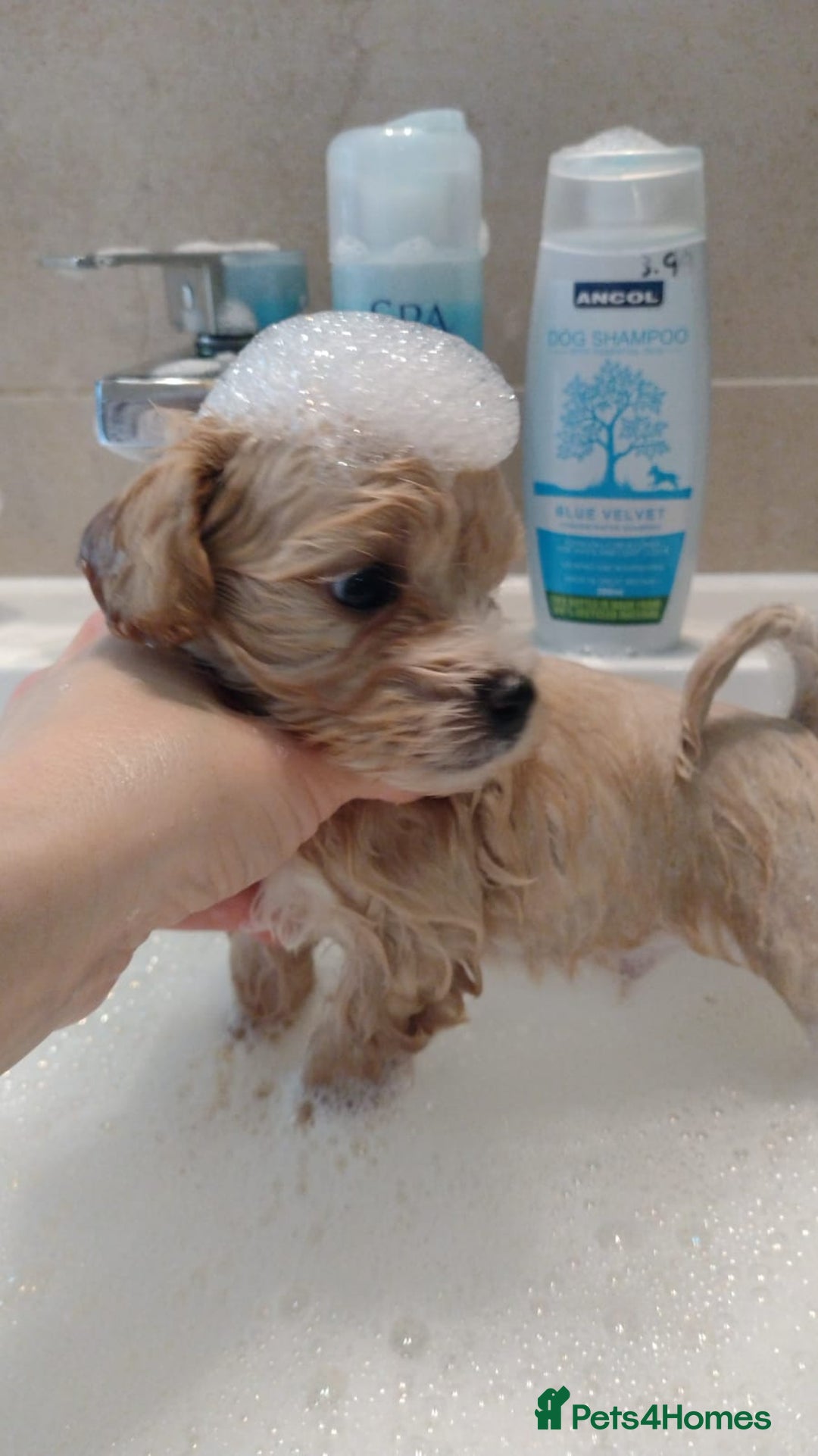 Maltipoo dogs for sale: Wait List Open F1 Genuine Toy Maltipoo - Image 5