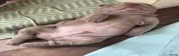 Shar Pei dogs for sale: Stunning rare Shar-Pei puppies  - Advert 16