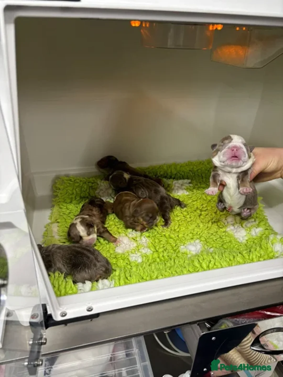 English Bulldog dogs for stud: Chocolate and white rocket Rambo for stud in Walsall - Advert 9