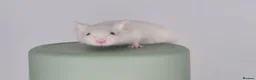 Mouse rodents for sale: Fancy Mice 🐭 - Advert 3