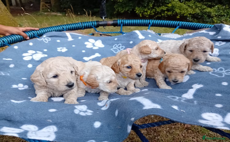 Miniature Poodle dogs - Advert 9