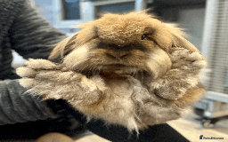 Mixed Breed rabbits for sale: 2 x Bonded Mini Lop X Lionhead Rabbits  - Image 7
