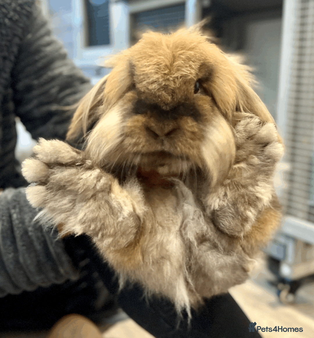 Mixed Breed rabbits for sale: 2 x Bonded Mini Lop X Lionhead Rabbits  - Image 7
