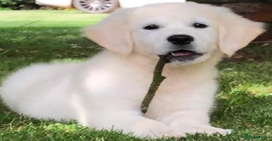 Golden Retriever dogs - Advert 10