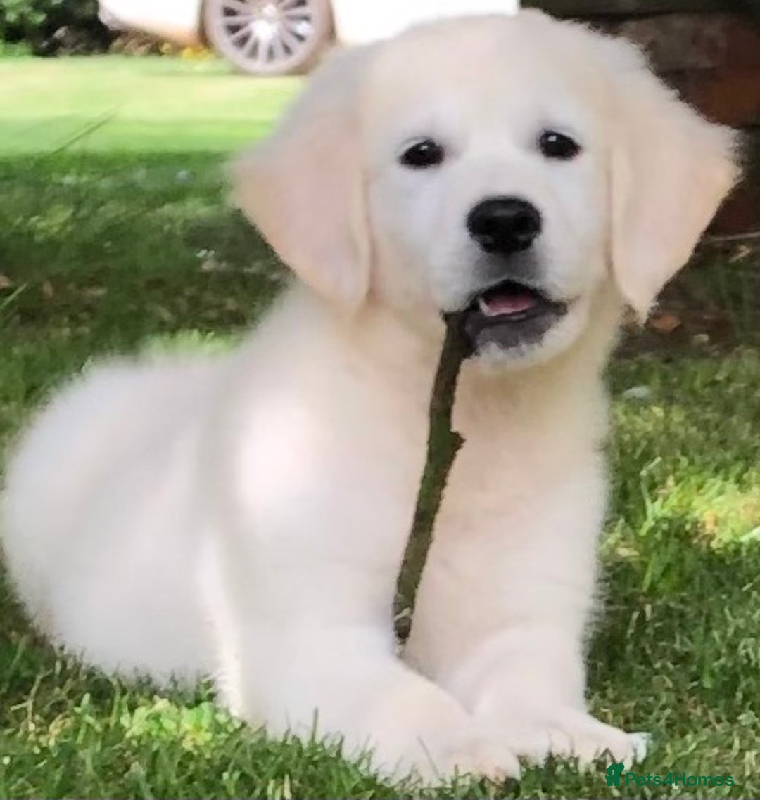 Golden Retriever dogs for sale: One lovely female puppy available  - Image 2