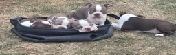 Boston Terrier dogs for sale: Beautiful Bostons 🌸 - Advert 5