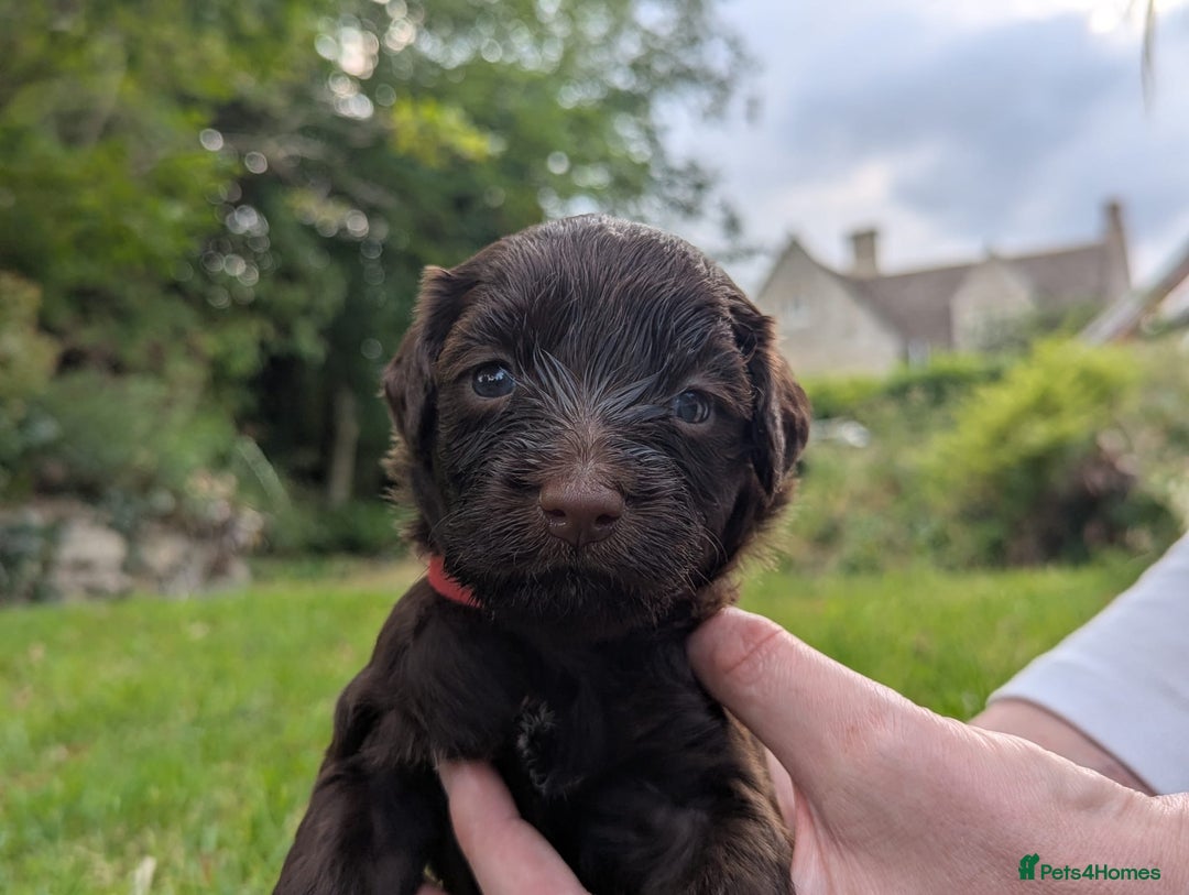 Portuguese Water Dog dogs for sale: Portuguese Water Dog puppies for sale in Oakham - Image 8