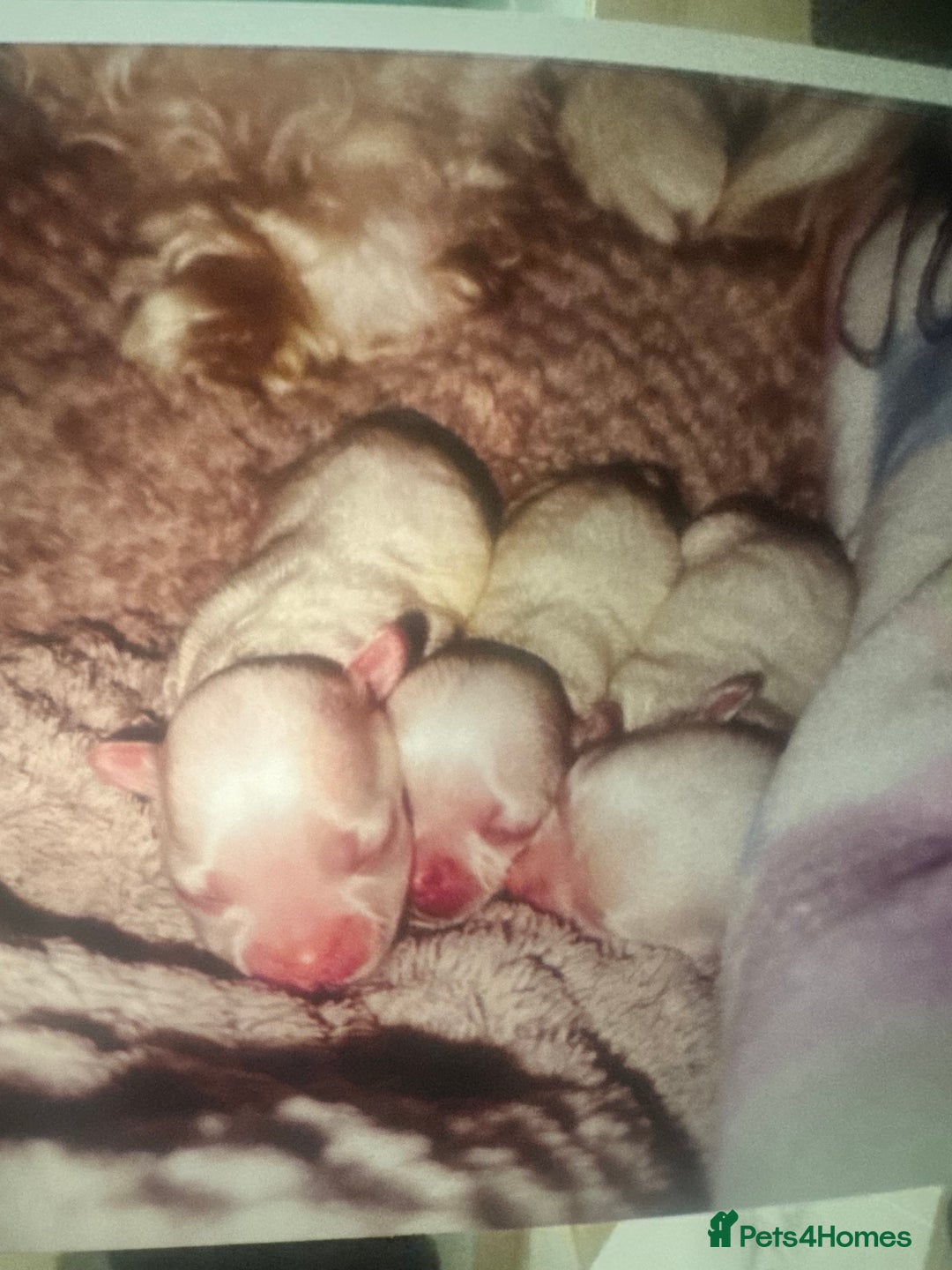 Maltese dogs for sale: Maltese For Sale  - Advert 5