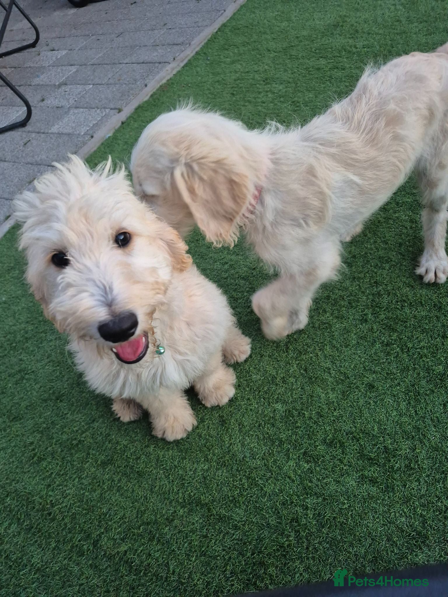 Goldendoodle dogs F1 standard goldendoodle  - Advert 3