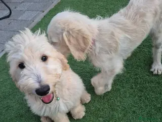 Goldendoodle dogs F1 standard goldendoodle - Advert 3