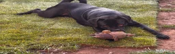 Cane Corso dogs for sale: Cane corso for rehoming  in Nottingham - Advert 3