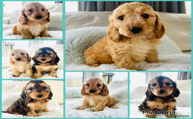 Cockapoo dogs - Advert 2
