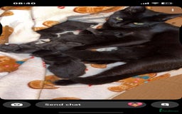British Longhair cats for sale: 5 domestic/british fluffy longhair kittens  - Image 6