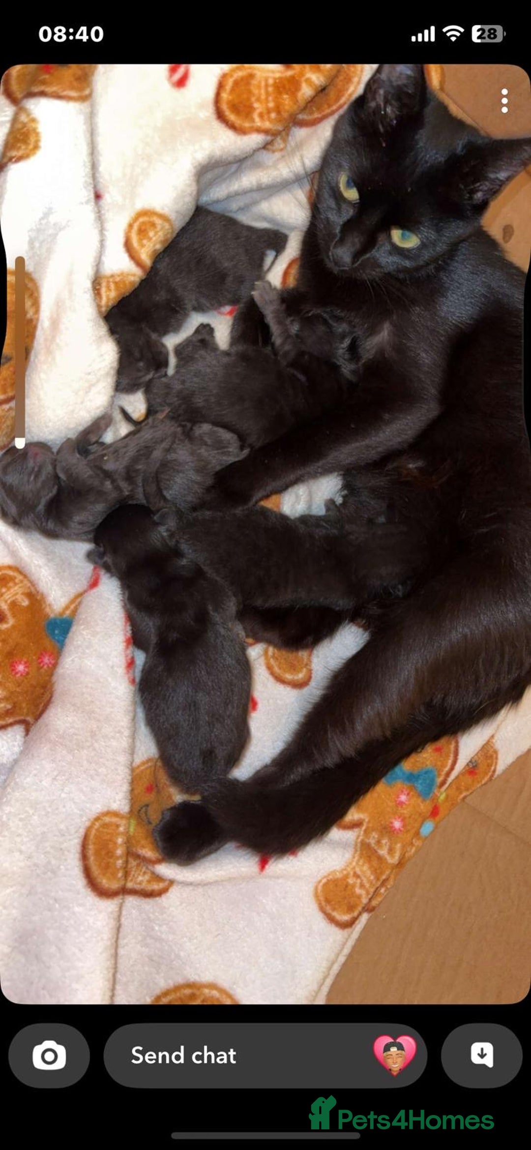 British Longhair cats for sale: 5 domestic/british fluffy longhair kittens  - Image 6