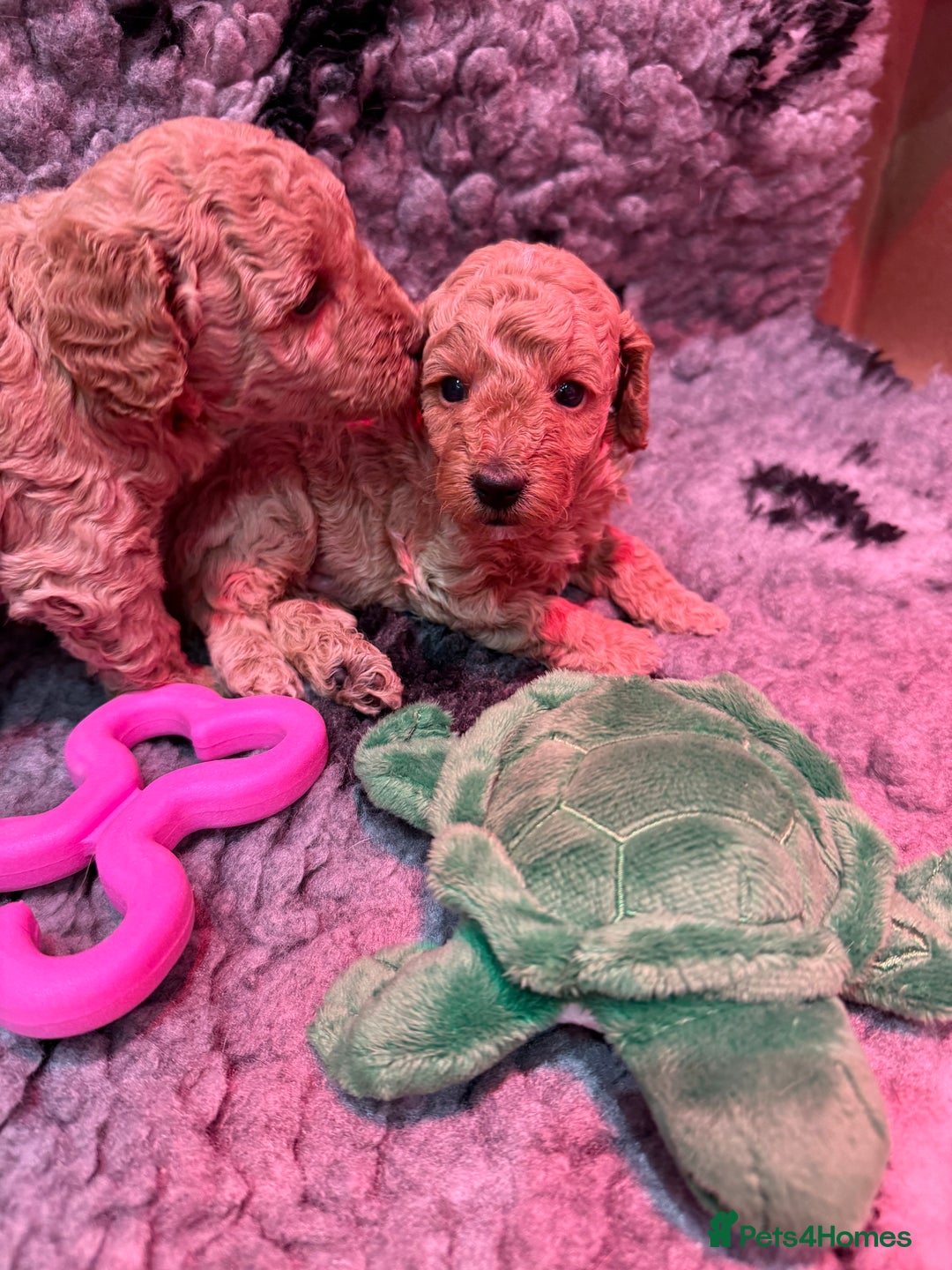 Miniature Poodle dogs for sale: Miniature poodle puppies ready now  - Image 17