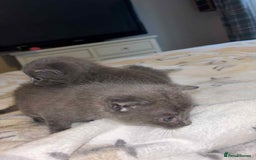 Burmese cats for sale: Beautiful blue kittens  - Image 2