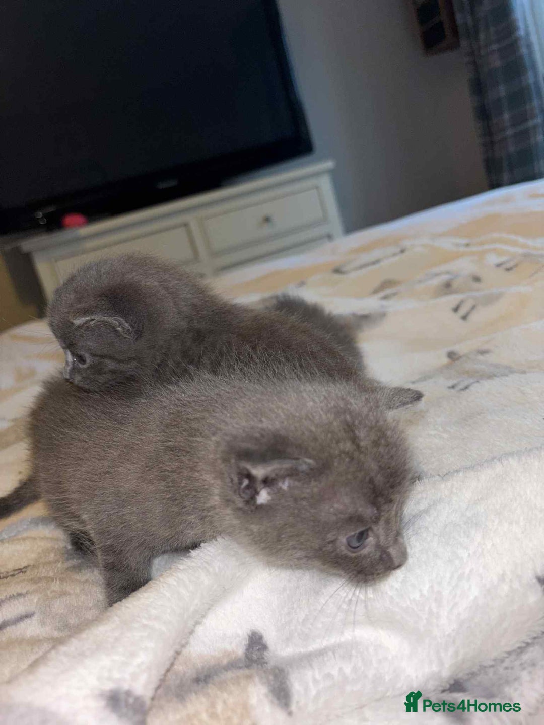 Burmese cats for sale: Beautiful blue kittens  - Image 2