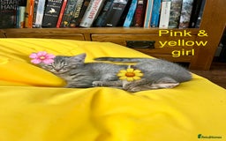 Siberian cats for sale: Siberian girl kittens ready for new home now - Image 12
