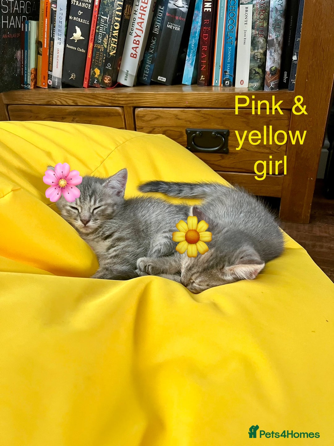 Siberian cats for sale: Siberian girl kittens ready for new home now - Image 12