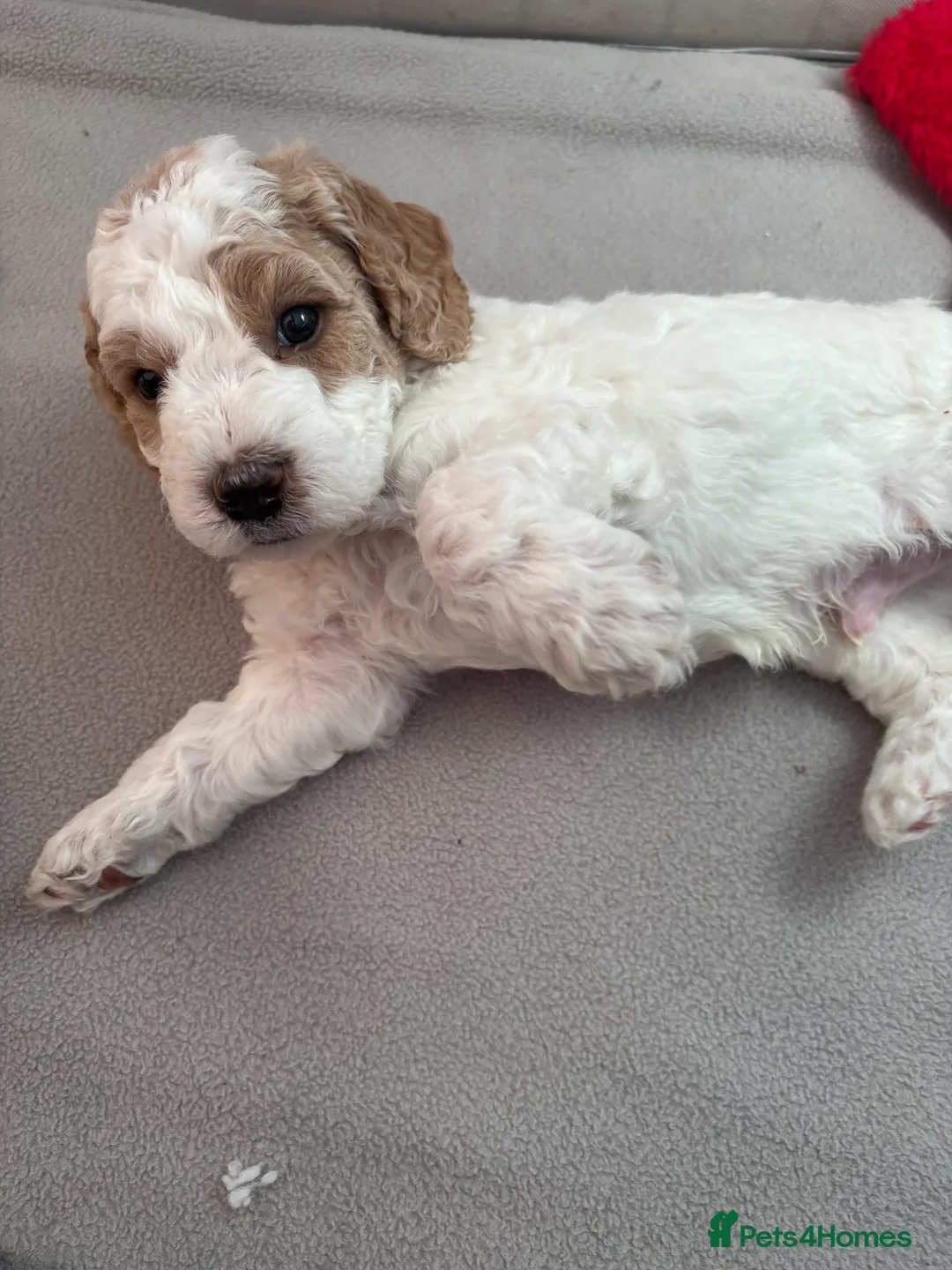 Mini Goldendoodle dogs for sale: Mini Goldendoodle  - Advert 28