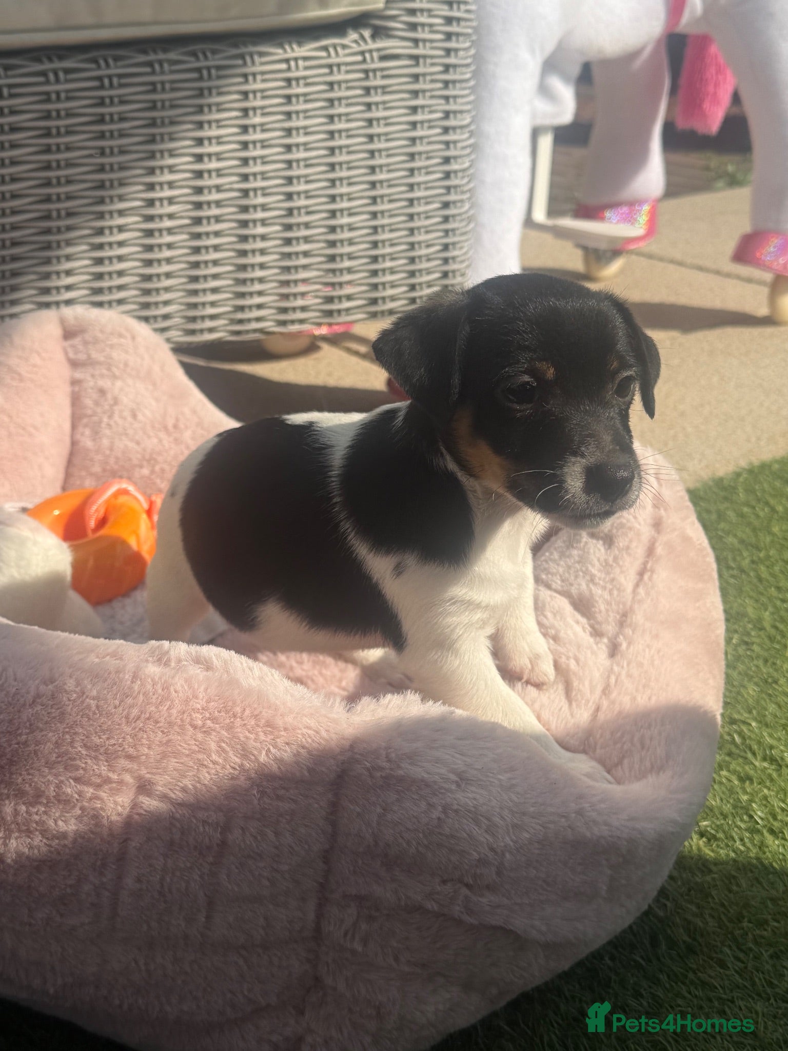 Jack Russell dogs Beautifull Jack Russell puppies  - Advert 1