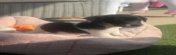 Jack Russell dogs for sale: Beautifull Jack Russell puppies  - Advert 9