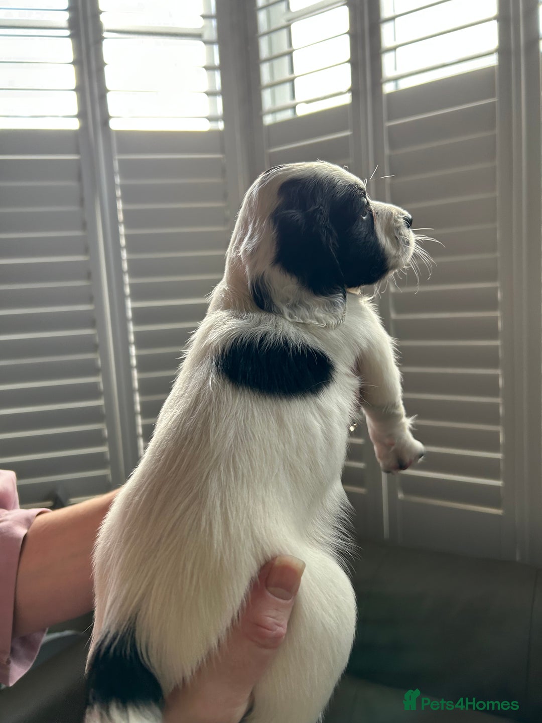 Sprocker dogs for sale: Sprocker puppies - Advert 27