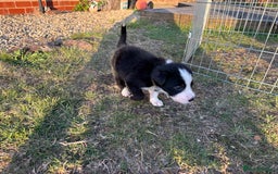 Border Collie dogs for sale: 10 Beautiful Border Collie Puppies - Image 25