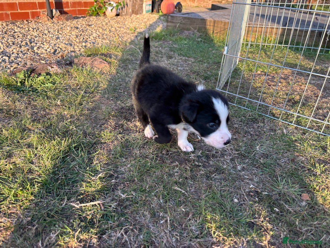 Border Collie dogs for sale: 10 Beautiful Border Collie Puppies - Image 25
