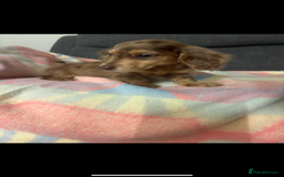 Miniature Dachshund dogs for sale: Dachshund puppy  - Image 3