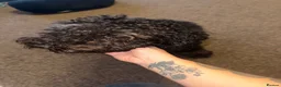Cockapoo dogs for sale: 2 year old Baxter  - Advert 2