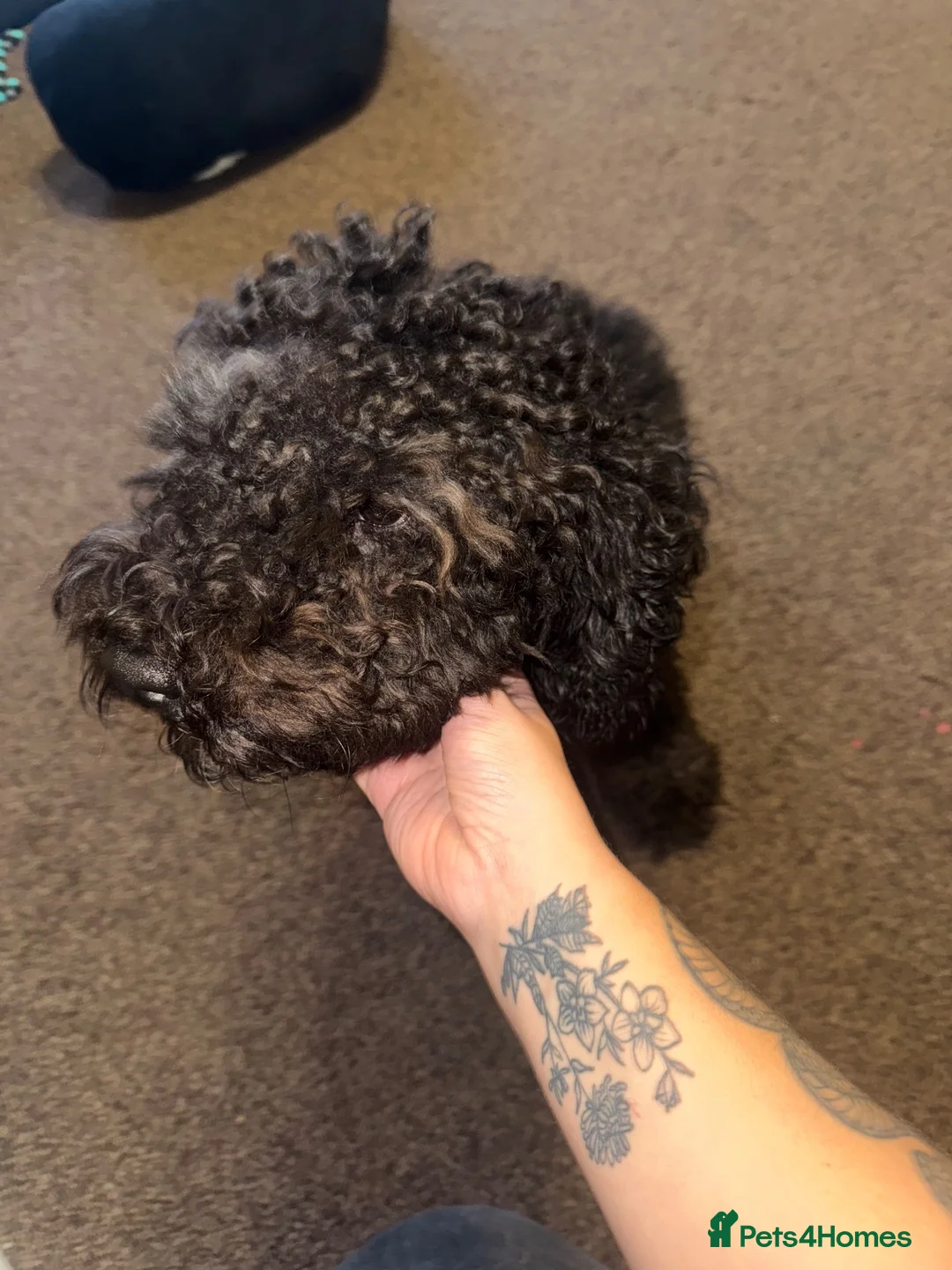 Cockapoo dogs for sale: 2 year old Baxter  - Advert 2