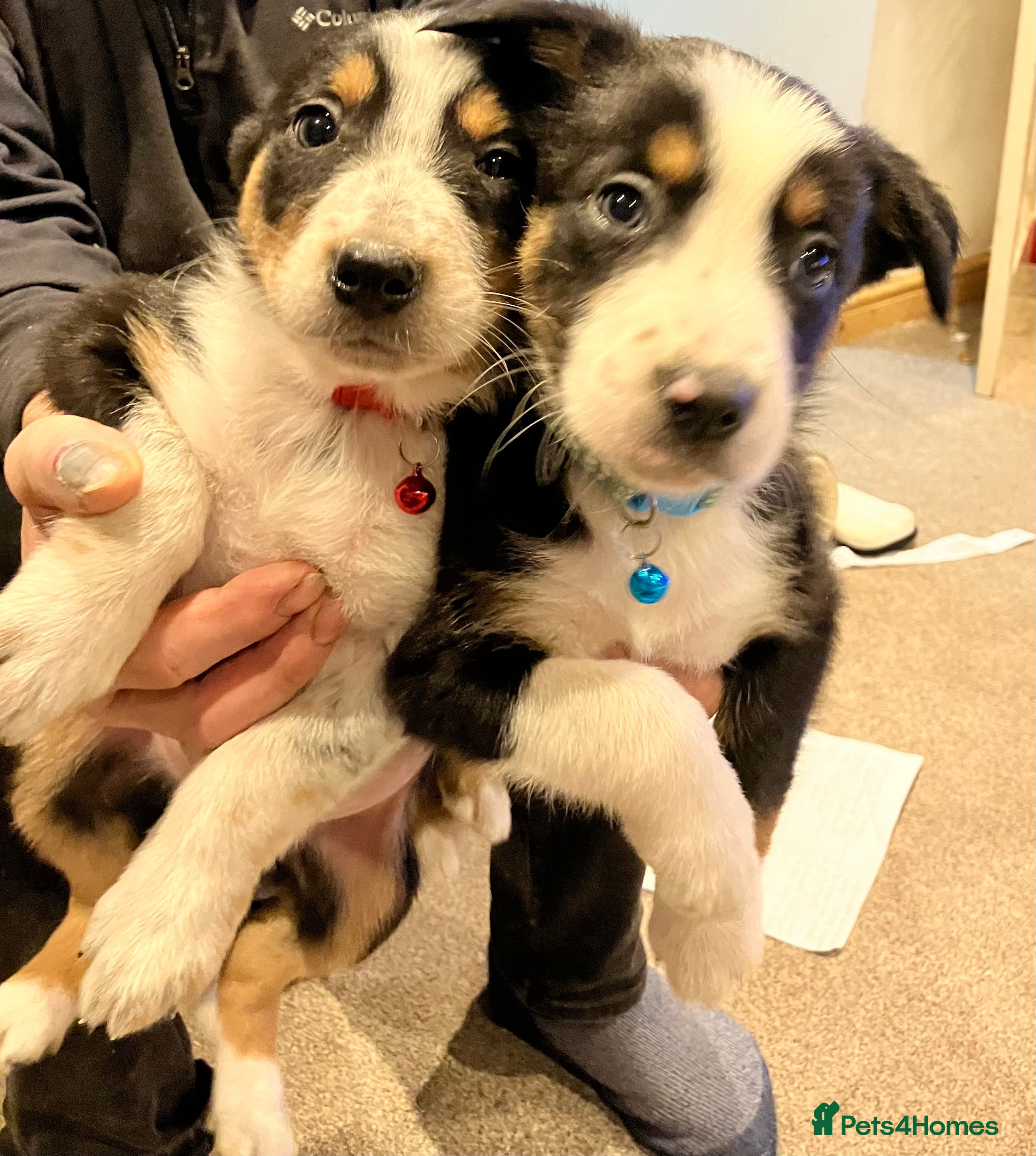 Border Collie dogs 2 male border collie pups  - Advert 9