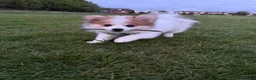 Pomeranian dogs for sale: 3 month puppy - Advert 1
