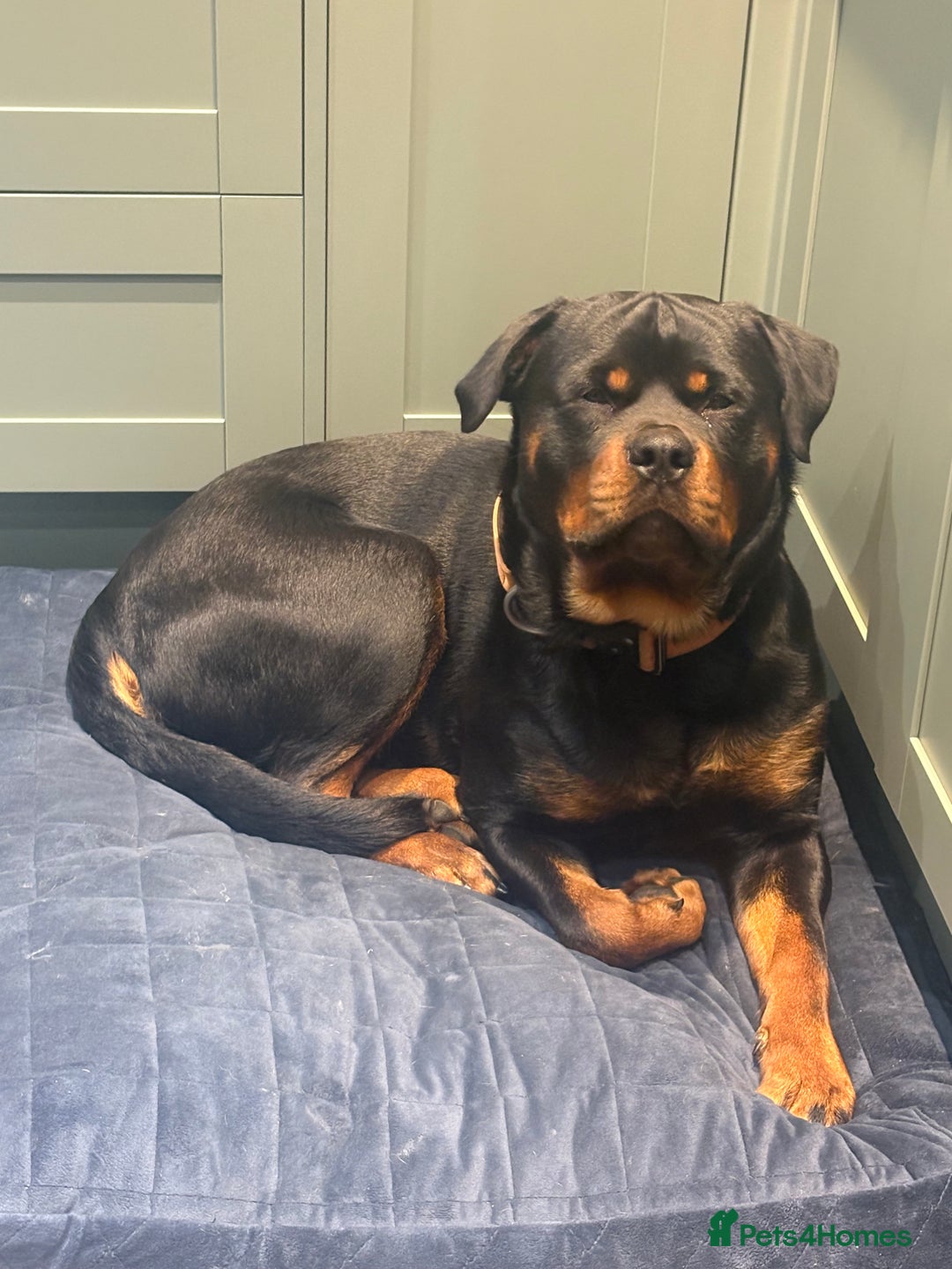 Rottweiler dogs for sale: Rotty looking for loving home (1.5yr old male) - Advert 9
