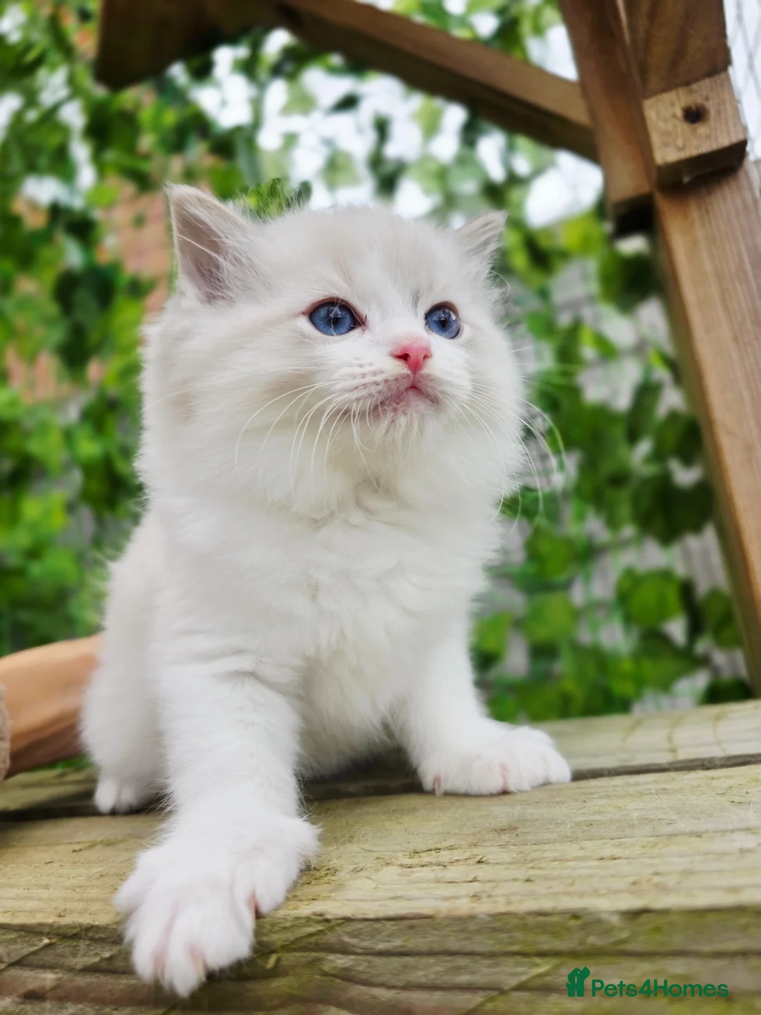 Ragdoll cats for sale: 5 amazing European babies.  Tica registered  - Advert 15