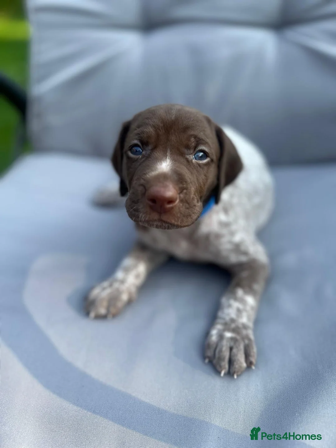 German Shorthaired Pointer dogs for sale: German shorthaired pointer X Weimaraner  - Advert 2