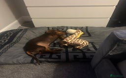 Dachshund dogs for stud: Stud Available — “Rolo” the Chocolate Dachshund  - Image 19