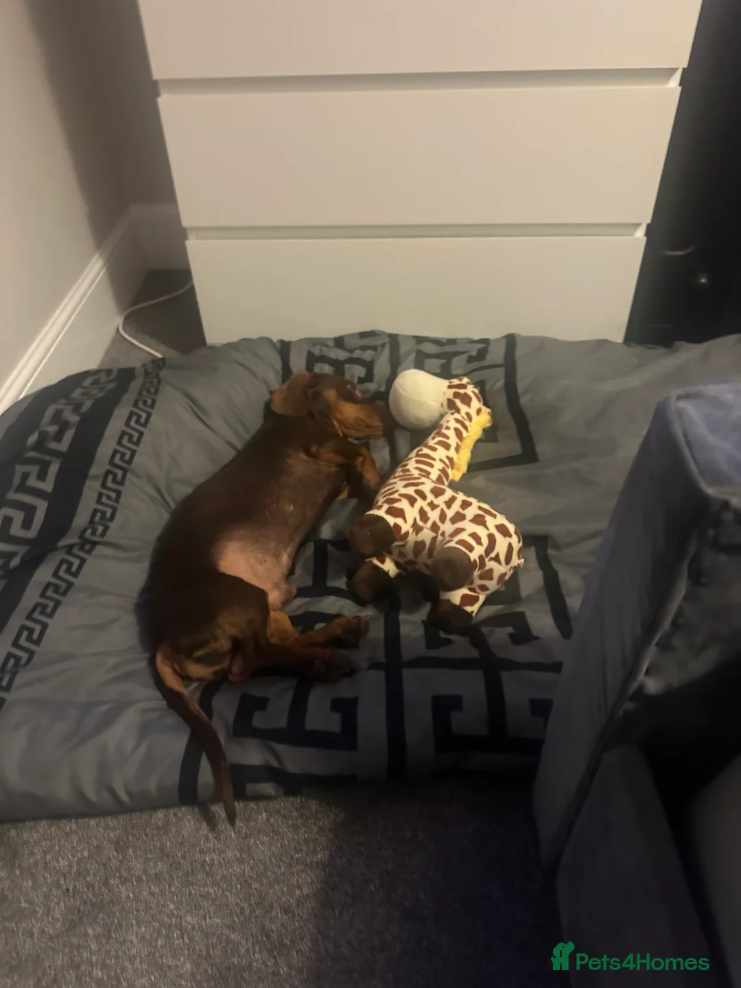Dachshund dogs for stud: Stud Available — “Rolo” the Chocolate Dachshund  - Advert 19