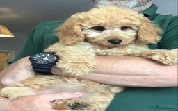 Labradoodle dogs for sale: 5* F1B Mini Labradoodles - health tested  - Image 36