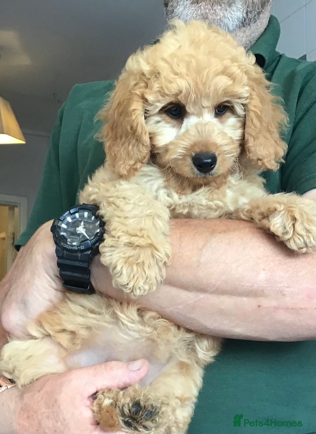Labradoodle dogs for sale: 5* F1B Mini Labradoodles - health tested  - Image 36