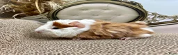 Guinea Pig rodents for sale: LOTS OF BABY BOYS AVAILABLE 🩵🏡💫 - Advert 3