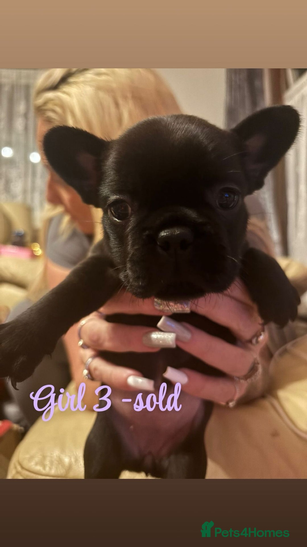 French Bulldog dogs for sale: **READY NOW**French bulldog puppies READY NOW - Image 6