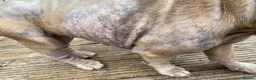French Bulldog dogs for adoption: 💔 COMPLETELY BROKEN; NEEDS A FOSTER TO ADOPT 💔 - Advert 3