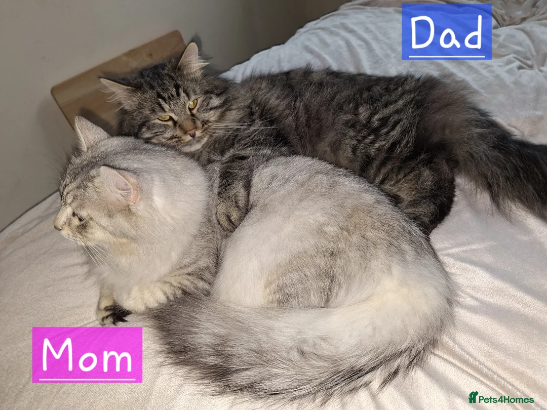 Siberian cats for sale: 6 Siberian Kittens looking for fureva homes  - Advert 9